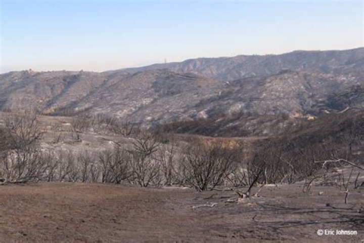 Is fire good for chaparral