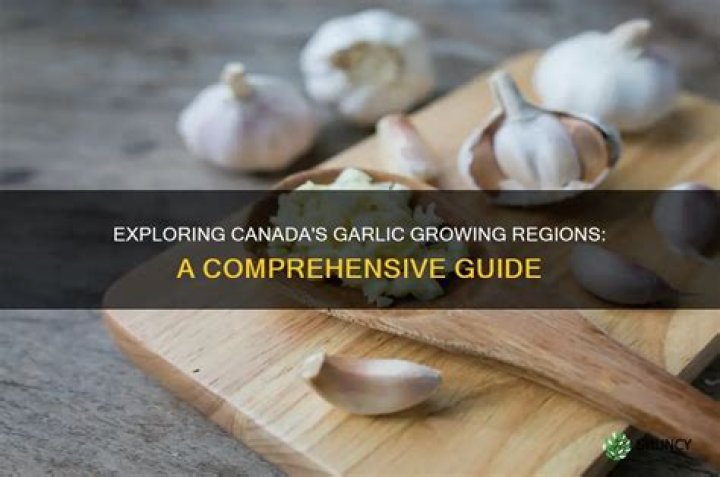 Is garlic grown in Ontario