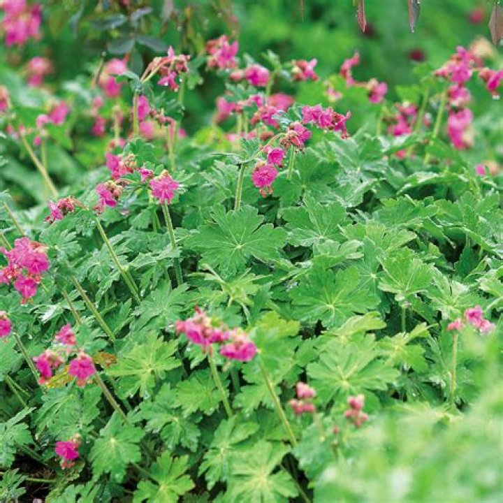 Is geranium a native plant
