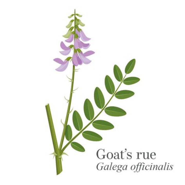 Is goats rue poisonous
