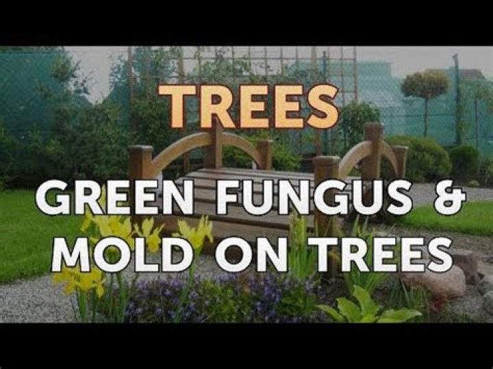 Is green mold on trees bad