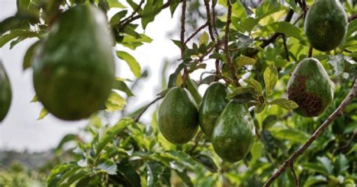 Is growing avocados illegal