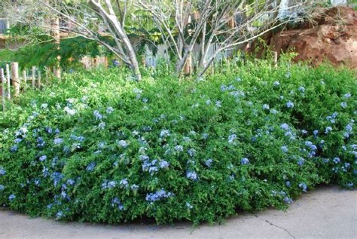 Is Hardy Plumbago Evergreen
