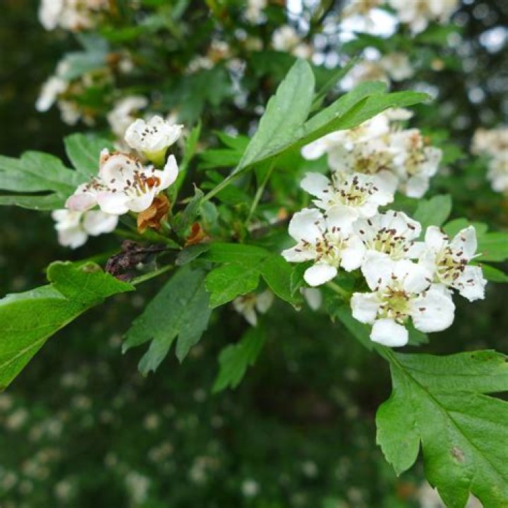 Is hawthorn a plant or tree