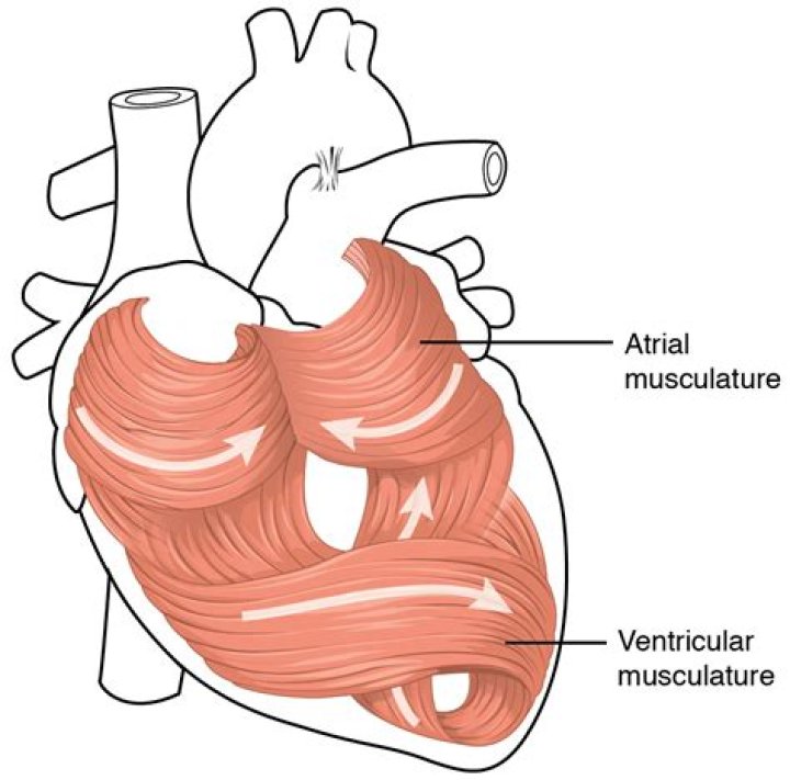 Is heart a muscle meat