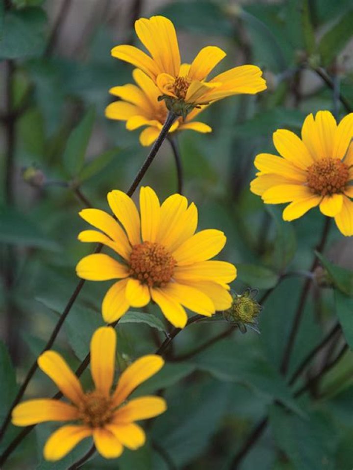 Is heliopsis deer resistant