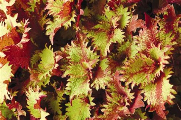 Is Henna Coleus a perennial