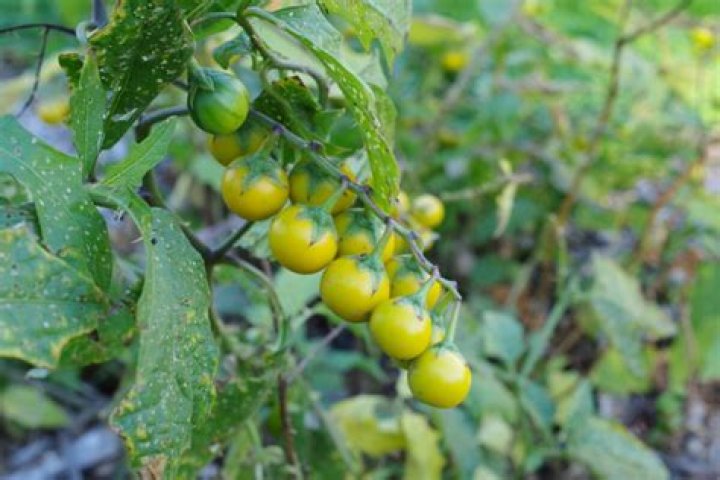 Is horse nettle a perennial