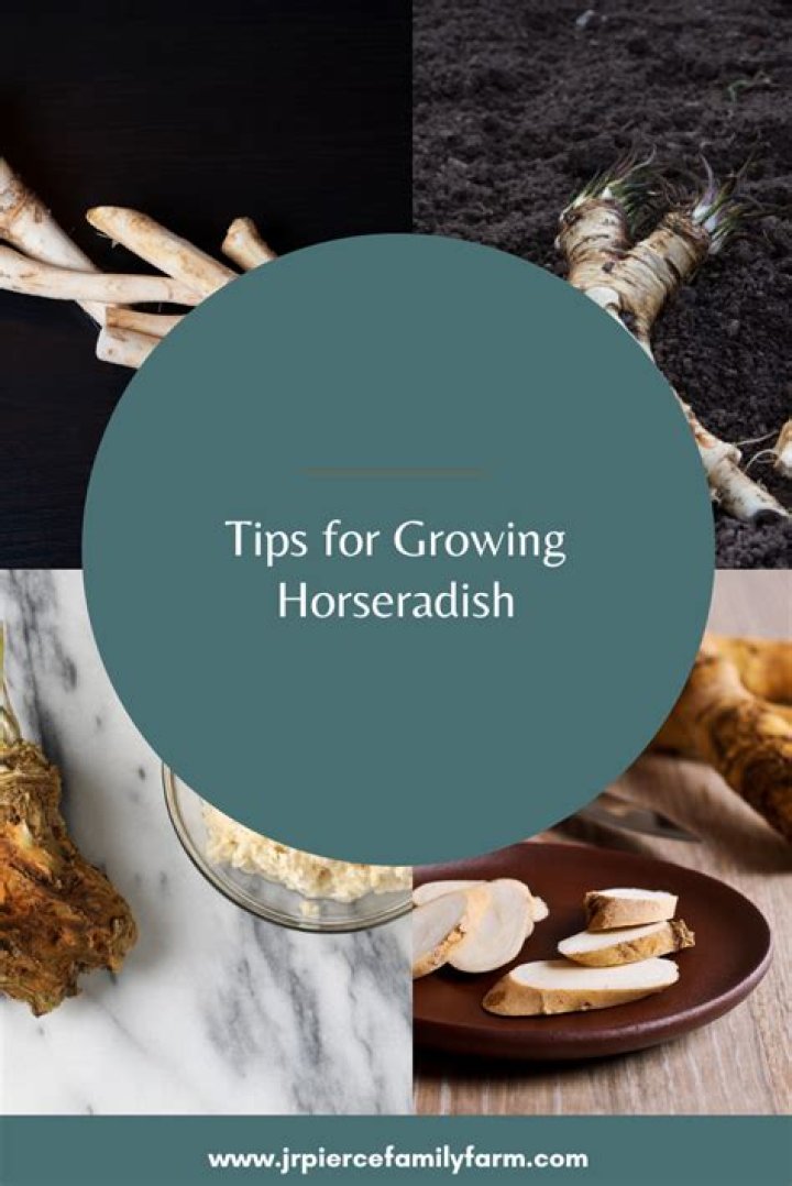 Is horseradish hard to grow