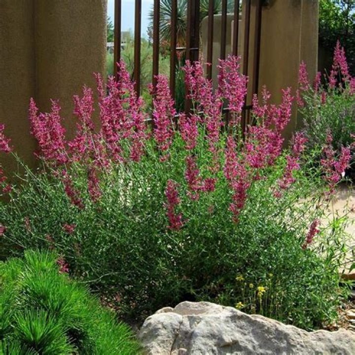 Is hummingbird mint a perennial