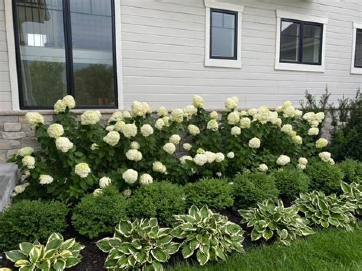 Is Iron good for hydrangeas