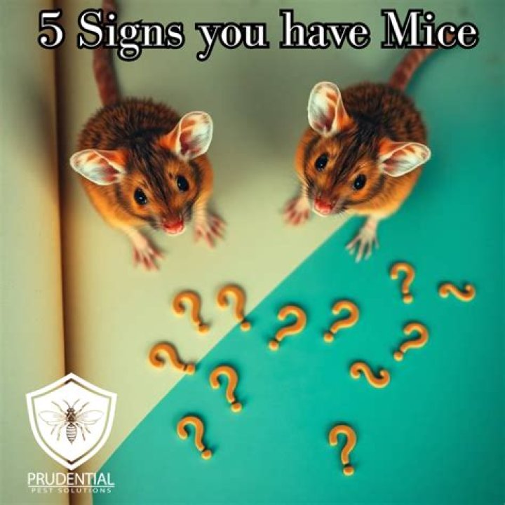 Is it common to have mice in garage