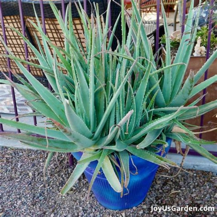 Is it good to keep aloe vera plant at home