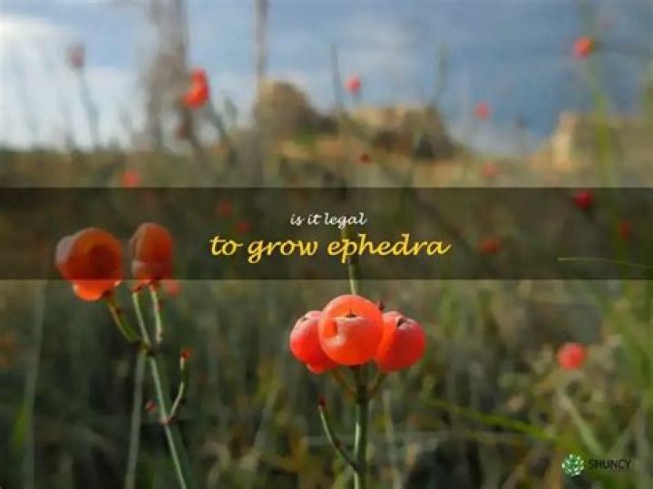 Is it legal to grow ephedra
