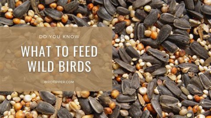 Is it OK to feed birds cake
