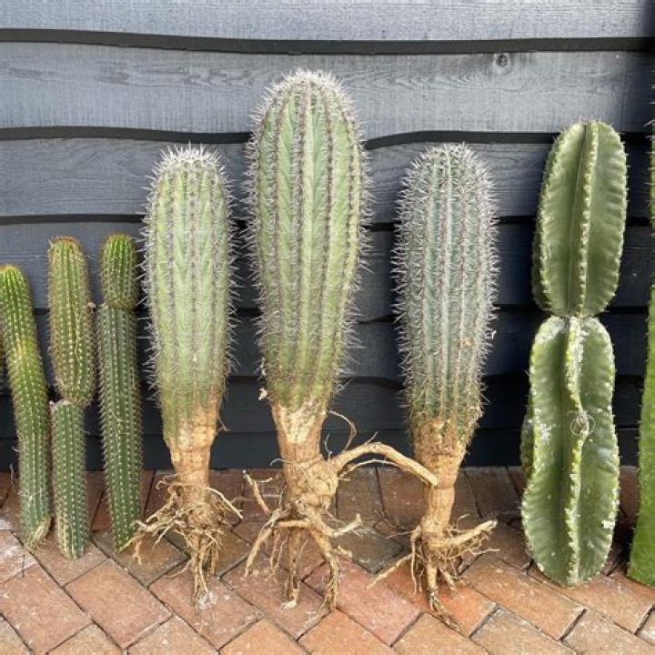 Is it OK to put cactus inside the house