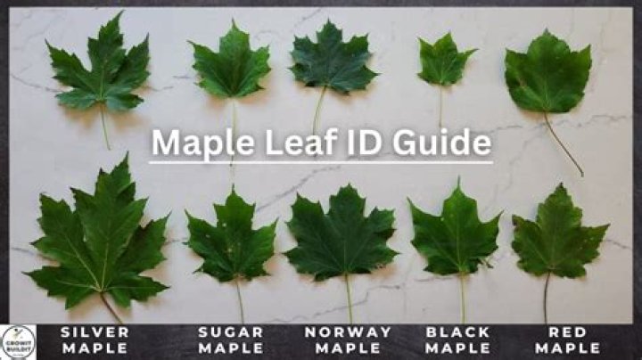 Is it OK to top maple trees