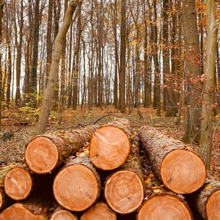 Is it safe to burn ipe wood