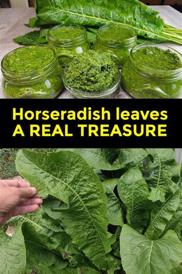 Is it safe to eat horseradish leaves