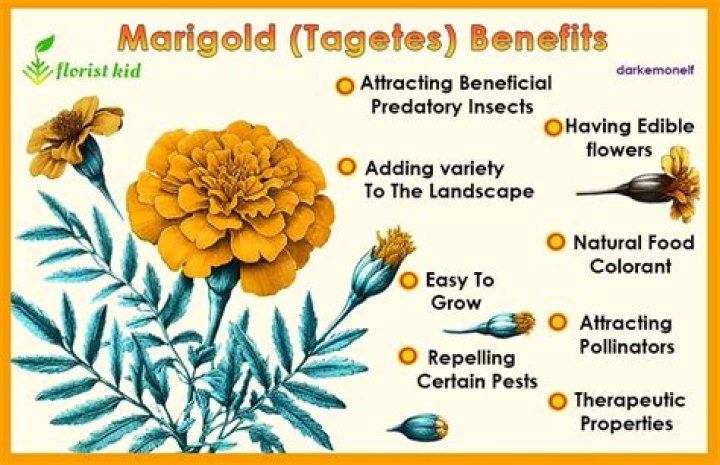 Is it safe to eat marigolds