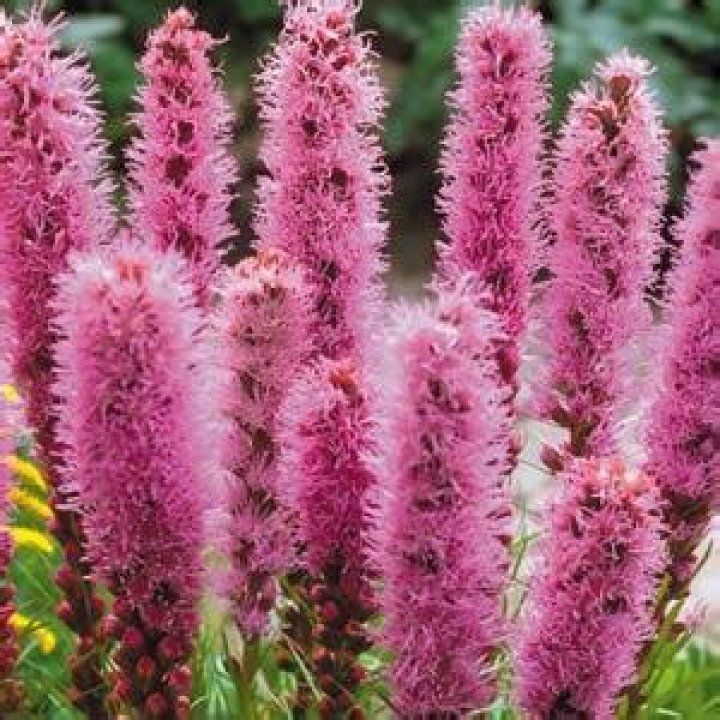 Is it too early to plant perennials