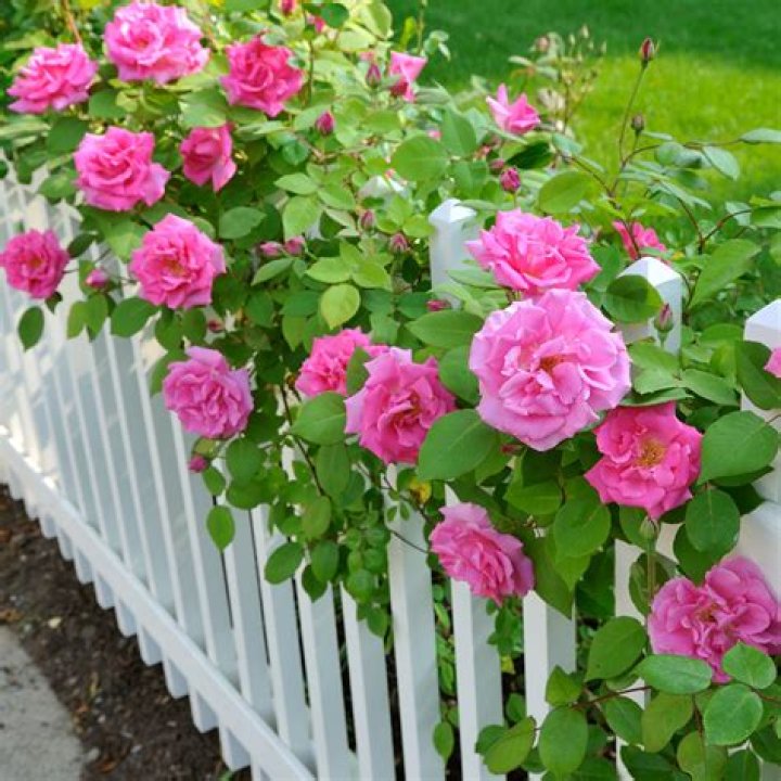 Is it too early to plant rose bushes