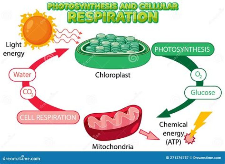 Is it true that the products of photosynthesis are the reactants of cellular respiration