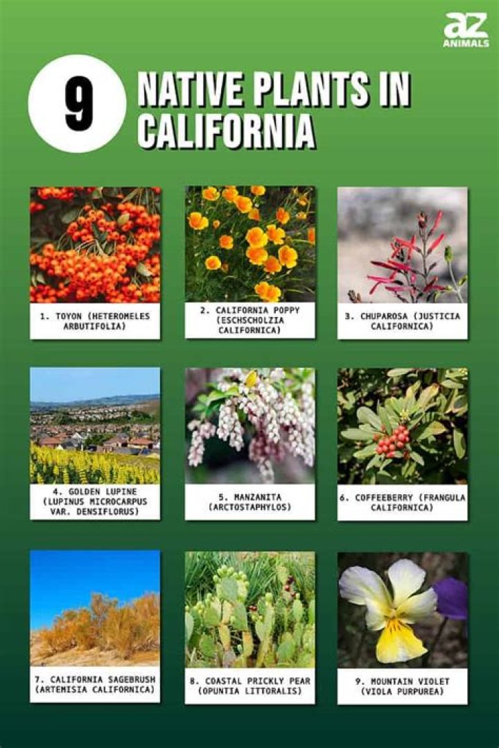 Is Ivy native to California