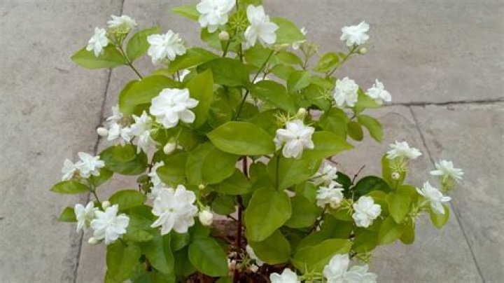 Is jasmine a flower or herb