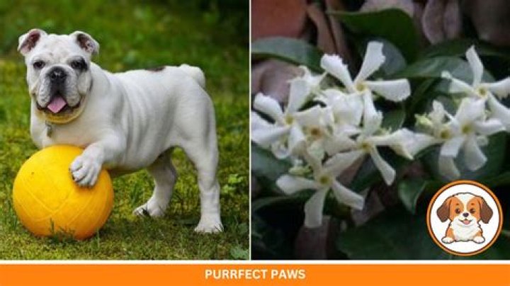 Is jasmine harmful to dogs