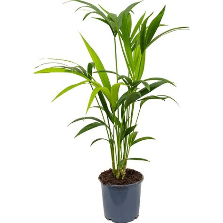 Is Kentia palm air purifier