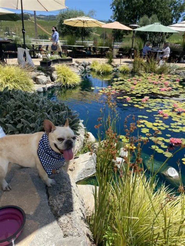 Is Lake Sonoma dog friendly