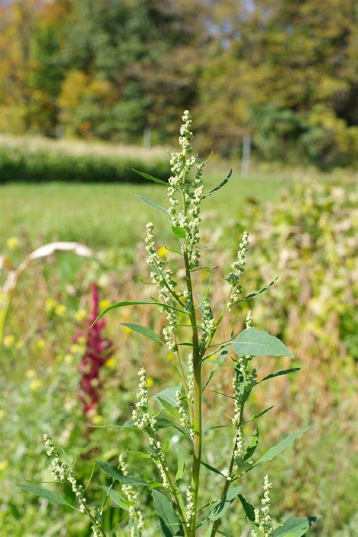 Is Lambsquarter a perennial