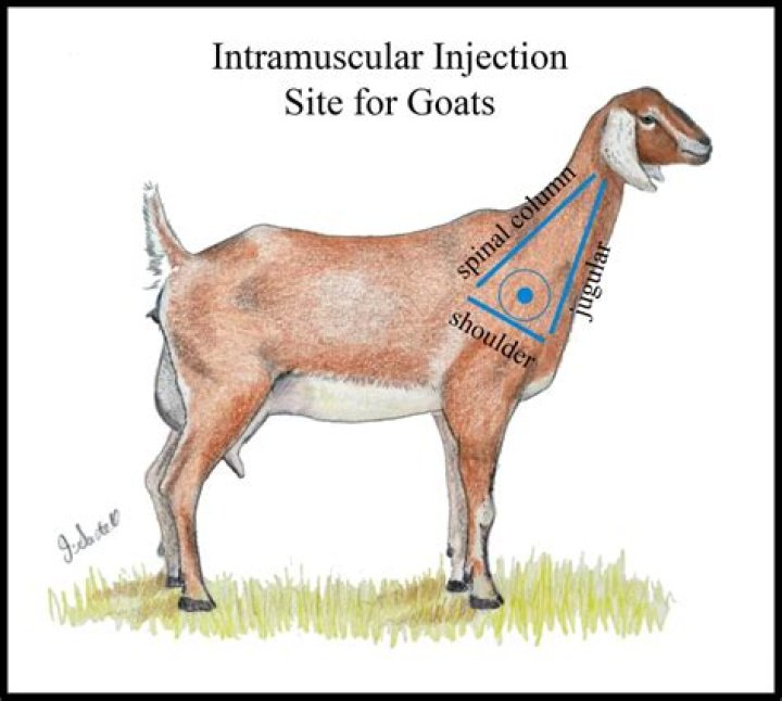 Is lasalocid safe for goats
