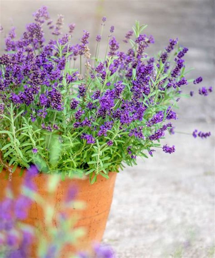 Is lavender good for plants