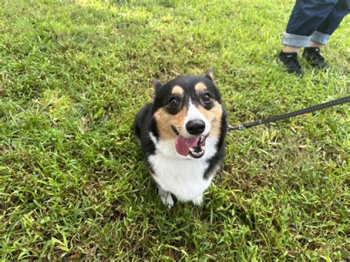 Is Leu Gardens dog friendly