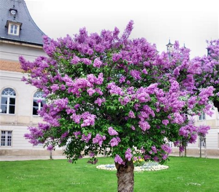 Is lilac a flower or a tree