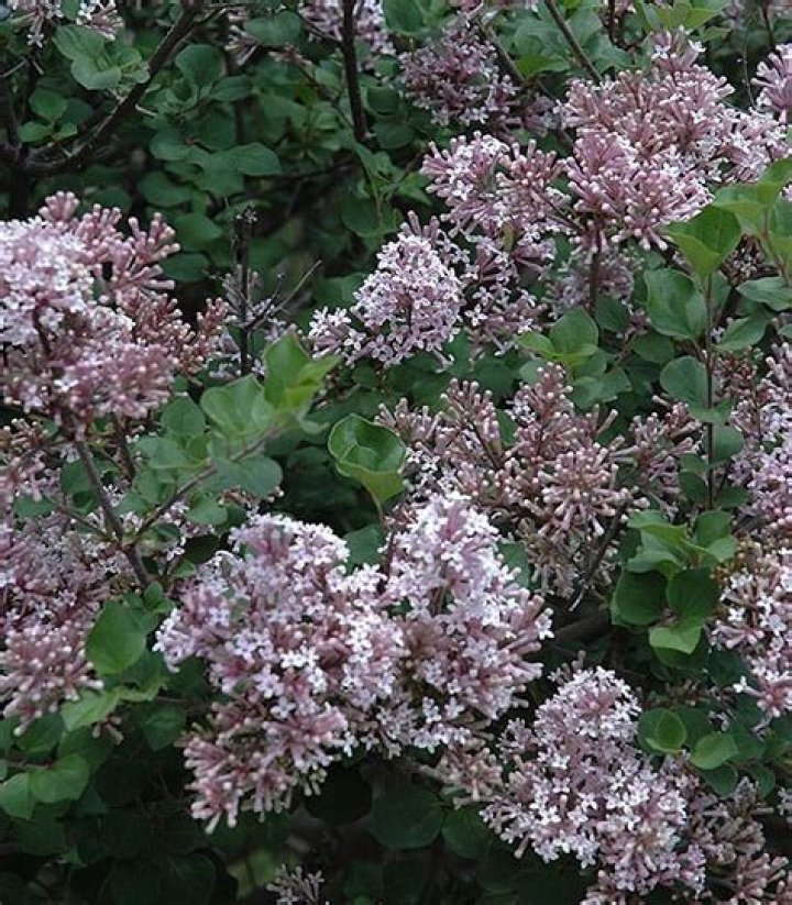 Is lilac Palibin Evergreen