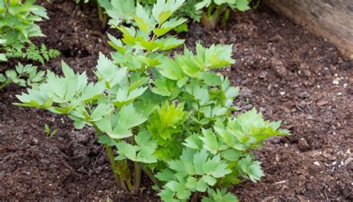 Is Lovage related to celery