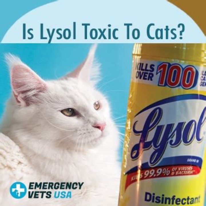 Is Lysol dangerous for cats