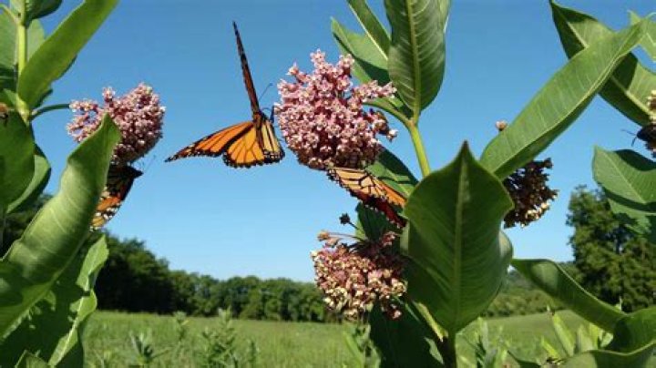 Is milkweed toxic to humans