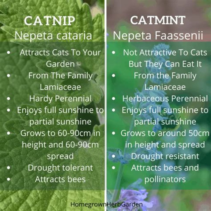 Is mint and catnip the same
