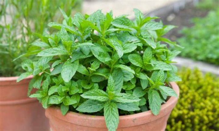 Is mint smell good for dogs