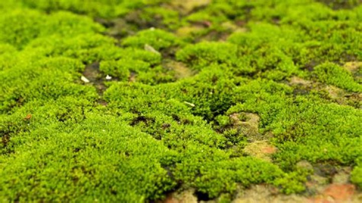 Is moss bad in flower beds