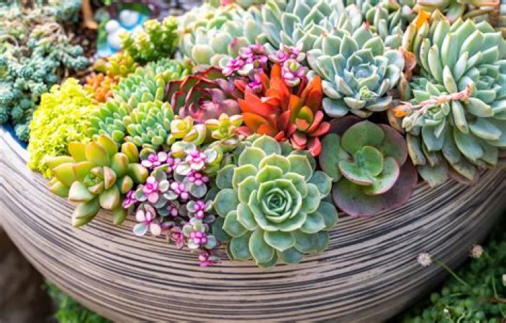 Is Moss good for succulents