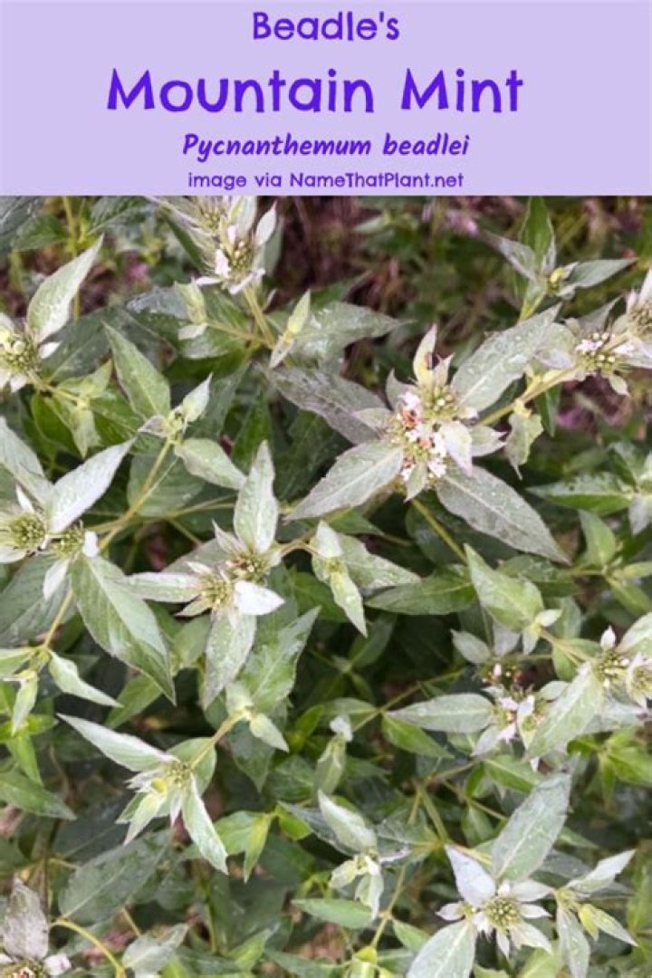 Is mountain mint poisonous