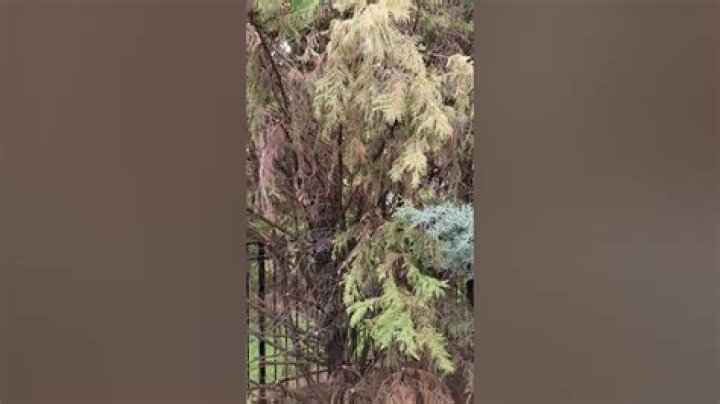 Is my Leyland cypress dying