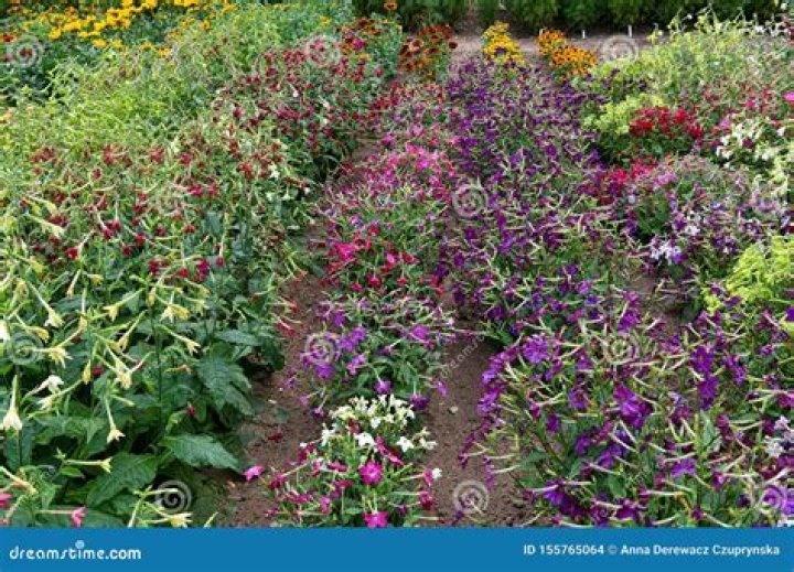 Is Nicotiana good for bees