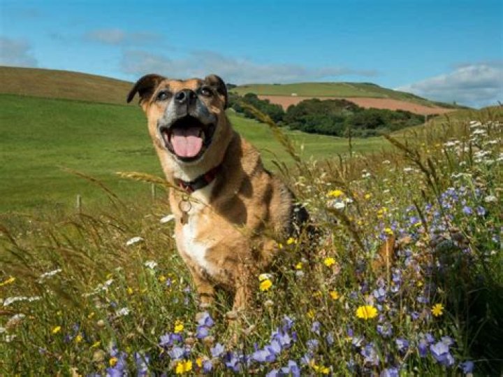 Is nitrogen harmful to dogs