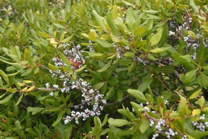Is Northern bayberry edible